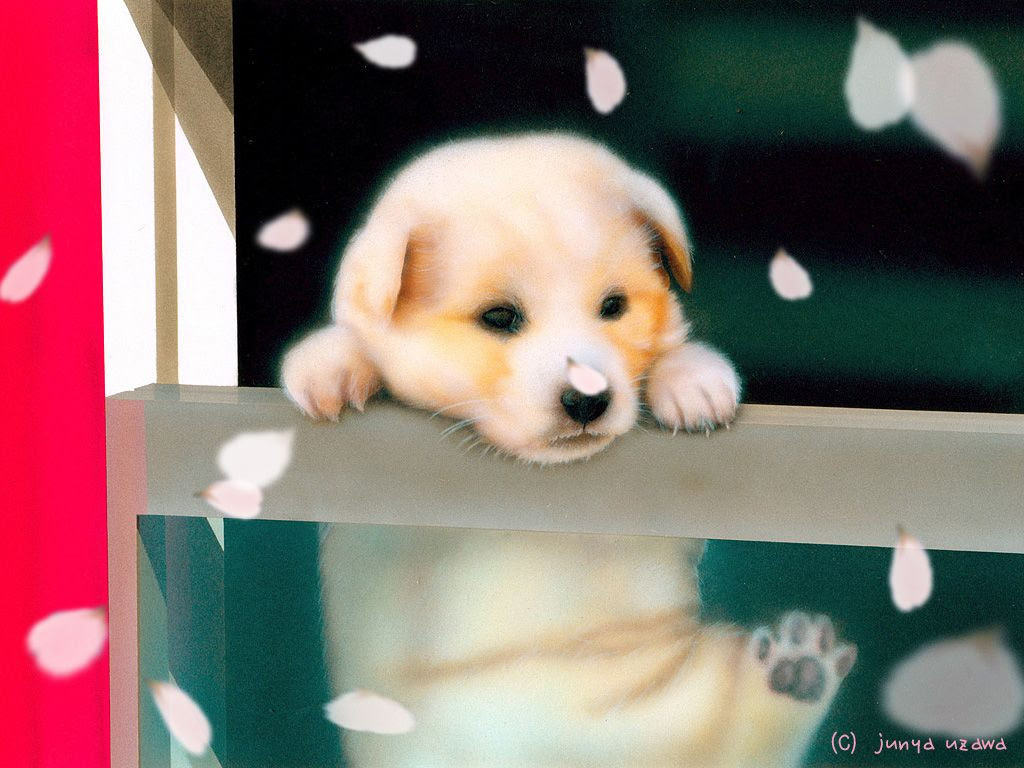 最も人気のある かわいい動物 壁紙 無料の新鮮なhdの壁紙