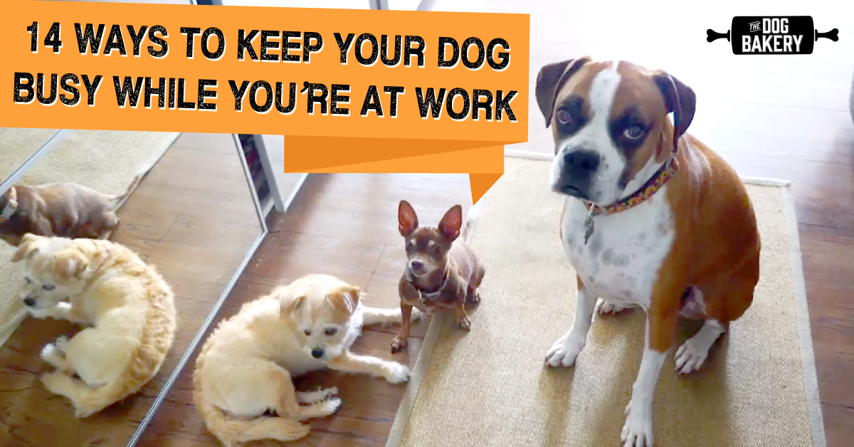 Animals away has been shipping animals, and providing pet transport services worldwide since 1995. 14 Ways To Keep Your Dog Busy While You Re At Work The Dog Bakery