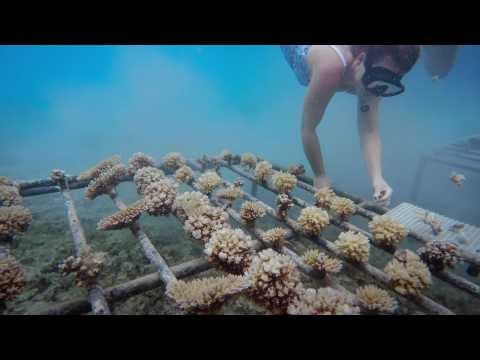 TELE. "Sur les routes de la science" : la pouponnière de coraux