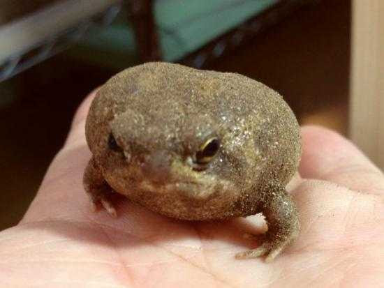 最高の動物画像 綺麗な可愛い 爬虫類 ペット