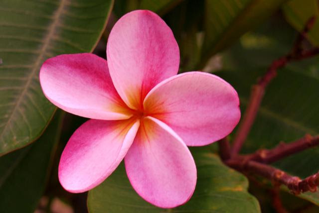 すべての美しい花の画像 最高の待ち受け ハワイ 画像 花