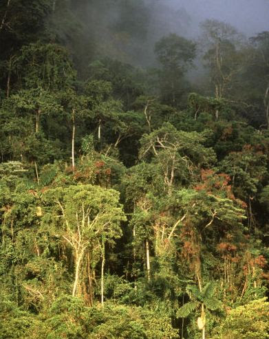 kumpulan Materi Ilmu Pelajaran Struktur Hutan Hujan Tropis