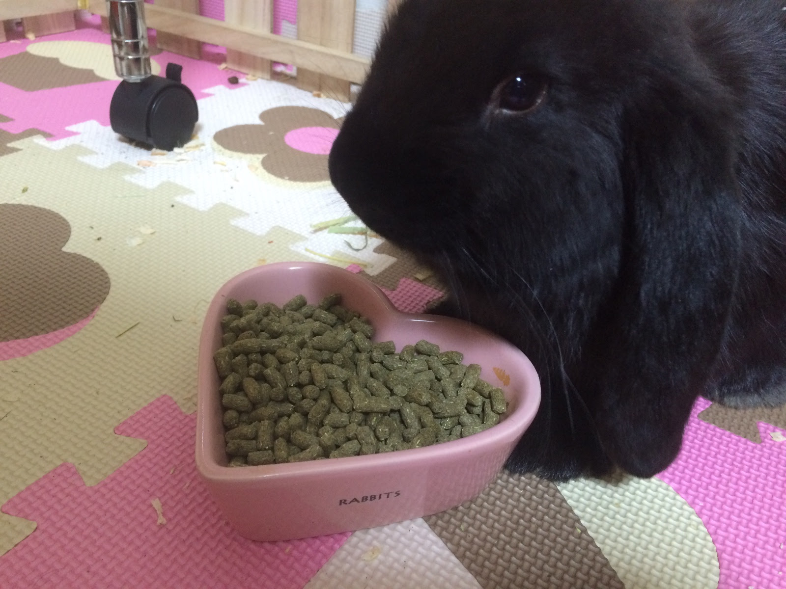 最高の動物画像 無料ダウンロードうさぎ ペレット おすすめ