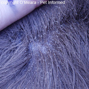 They move from host to host by direct contact. Lice Pictures And Information About Lice In Animals