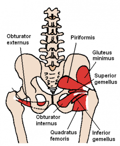 Glute muscle anatomy fitstep glute muscle anatomy shown in the second diagram are the gluteus medius and minimus which lie directly underneath the glute exercises. Buttocks Anatomy 101 Glute Muscles Explained The Better Butt Challenge