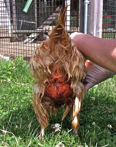 May 31, 2021 · plymouth rock chickens have a moderately deep full breast and they possess a long broad back. Chickens Have Messy Bottoms Hencam