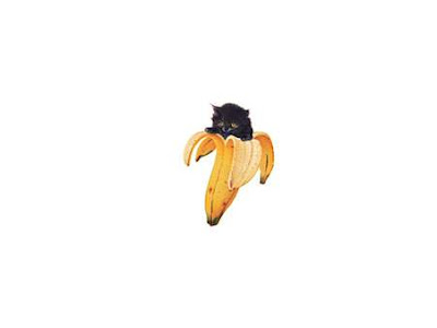 すべての美しい花の画像 シンプル 猫 壁紙 Iphone
