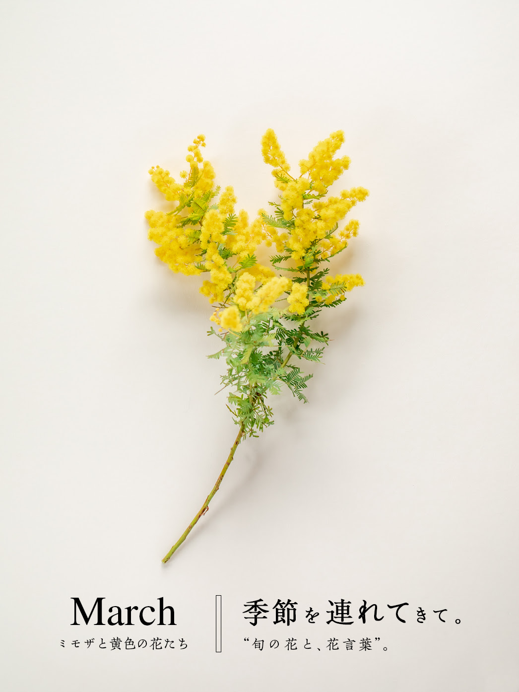 選択した画像 ミモザ 花束 画像 ミモザ 花束 画像