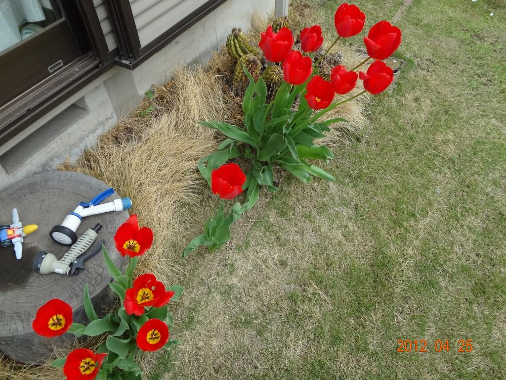 すべての美しい花の画像 無料ダウンロード植え っ ぱなし 花