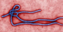 Ebola