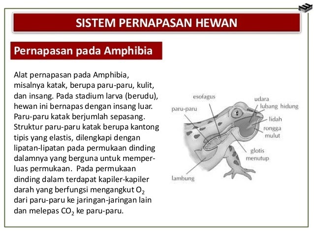 Gambar Katak Dan Bagian Bagiannya - Materi Soal