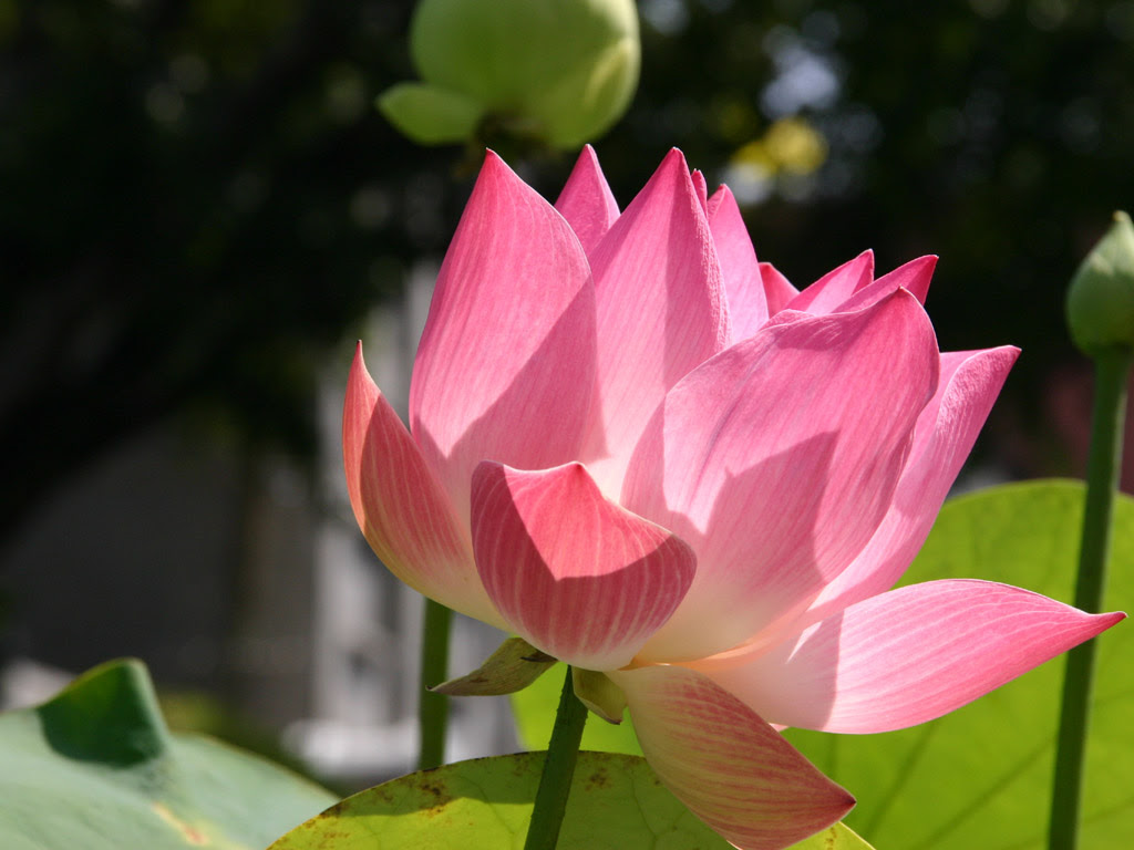 21年の最高 蓮の花 壁紙 高品質の壁紙のhd壁紙