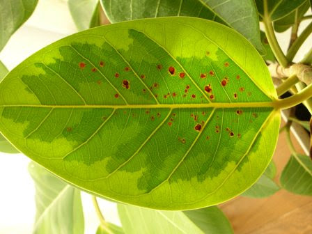 すべての美しい花の画像 エレガント観葉植物 葉っぱ 茶色 斑点