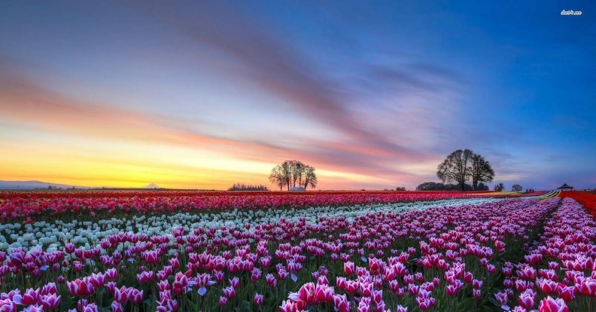 30 Pemandangan  Taman Bunga  Tulip Foto  Pemandangan  HD