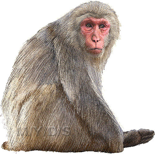 すべての動物の画像 最高かつ最も包括的な猿 イラスト リアル