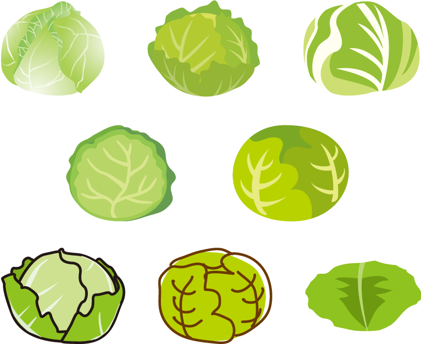 19年の最高 キャベツ の イラスト かわいいフリー素材集 いらすとや
