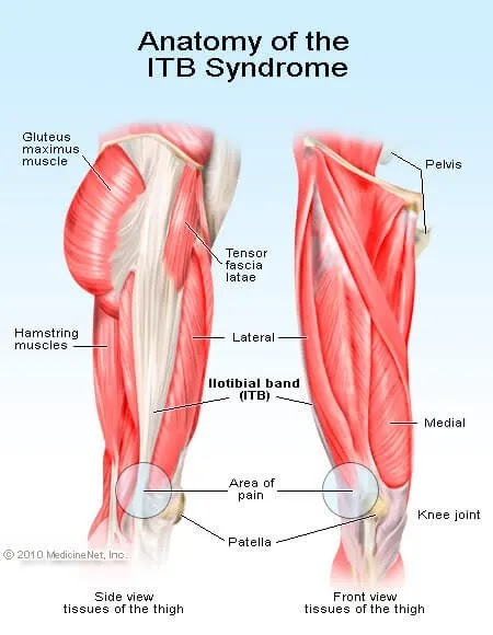 Upper Thigh Muscle Anatomy : Thigh Muscle Strains Florida ...