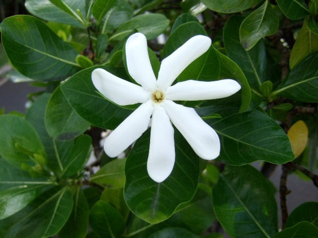 綺麗なハワイ 白い 花 最高の花の画像