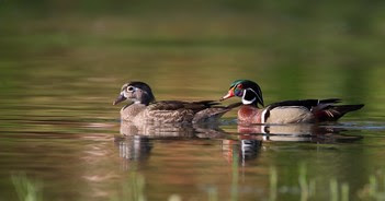 Wood duck pair
