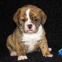 Pitbull puppies online is the #1 classified to buy, adopt and sell your pitbulls. Beabull Puppies For Sale