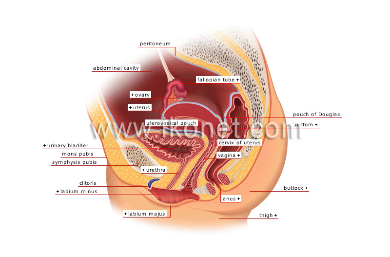 Female anatomy includes the external genitals, or the vulva, and the internal reproductive organs. Human Being Anatomy Female Reproductive Organs Sagittal Section Image Visual Dictionary