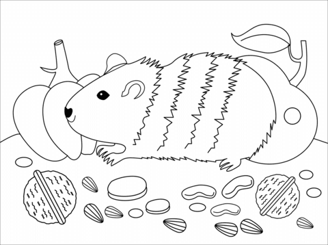 Malvorlagen meerschweinchen | coloring and malvorlagan / einige meerschweinchen mögen keinen staub, um sich zu reinigen, da der staub zu atemwegsproblemen. Ausmalbilder Meerschweinchen Malvorlagen Kostenlos Zum Ausdrucken