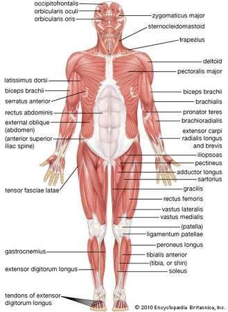 All Muscle Names Human Body - $21.95 - Ever wonder what all the names of the muscles in ...