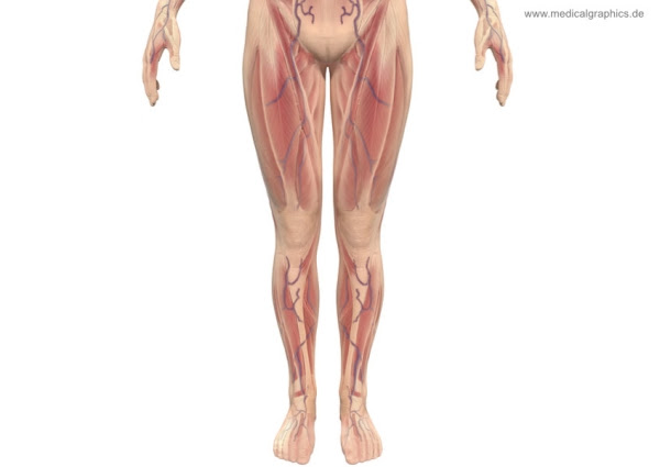 Female Leg Muscles Diagram : Female Front Leg Muscles With ...