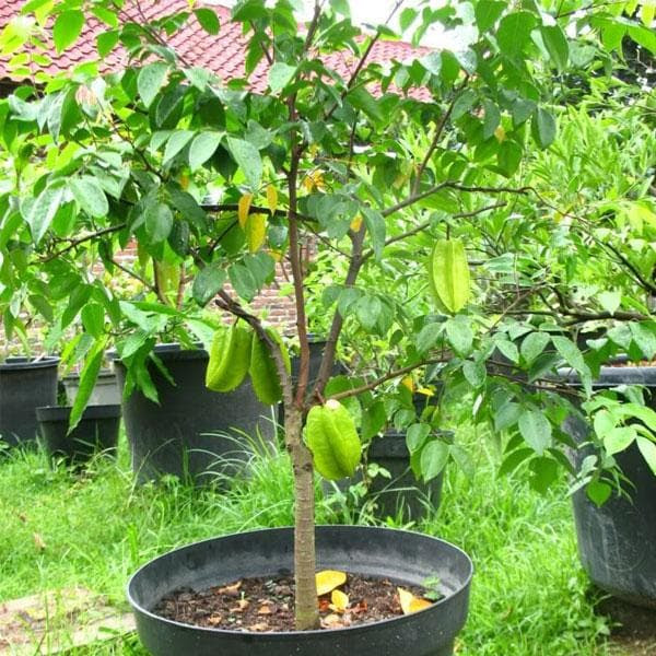 Pf farm mix size dark purple fresh ripe passion fruit florida no.1 (2 dozen / 24 counts) 4.7 out of 5 stars. Buy Kamrak Star Fruit Plant Online From Nurserylive At Lowest Price