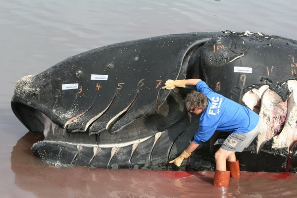 right_whale
