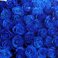 驚くばかり青い バラ 壁紙 最高の壁紙hd