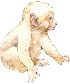 イラスト集 ベストかっこいい 猿 イラスト リアル