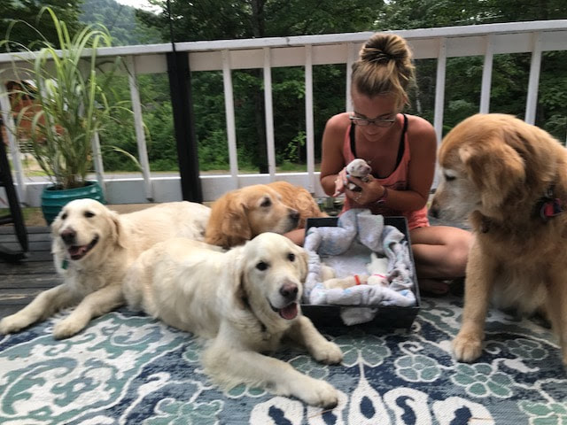 In the past, golden rule retrievers donated puppies and dogs to individuals and families in need. Salty Dogs Golden Retriever Puppies Home