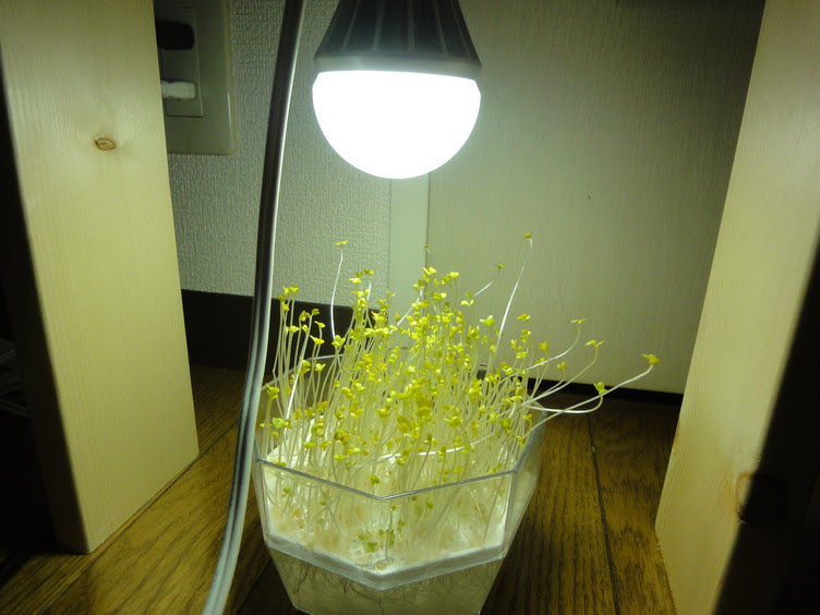 上植物 育成 Led 自作 すべての美しい花の画像