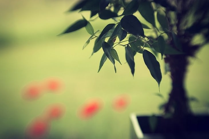 plantas para casa que soltam oxigênio