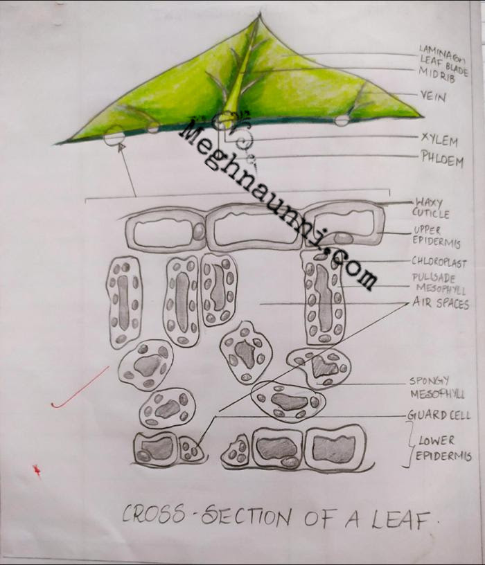 Published by oswin woods modified over 5 years ago. Cross Section Of A Leaf Biology Diagram Meghnaunni Com