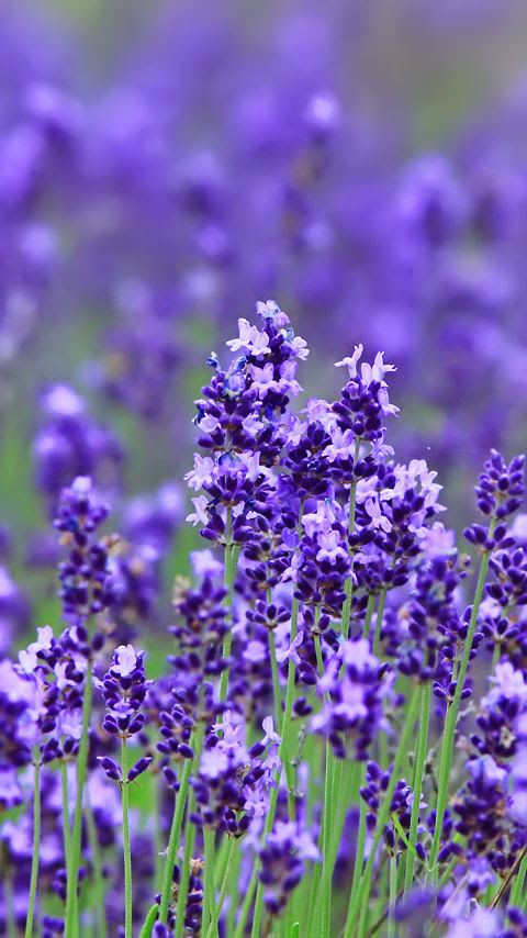 綺麗な携帯 待ち受け 花 最高の花の画像