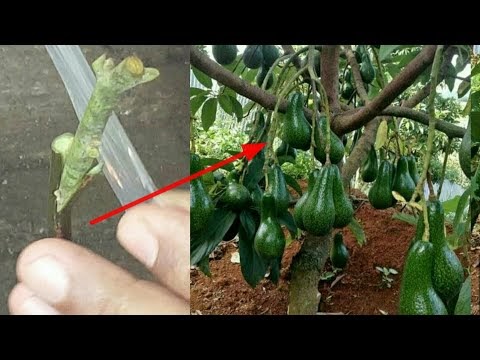 Update HOW TO GRAFTING AVOCADO TREE CARA ALPUKAT CEPAT 