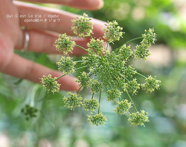 すべての美しい花の画像 新着パセリ 花