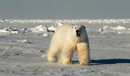 polar bear looking straight at camera