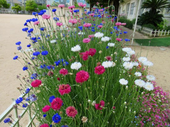 驚くばかりビスカリア 花 最高の花の画像