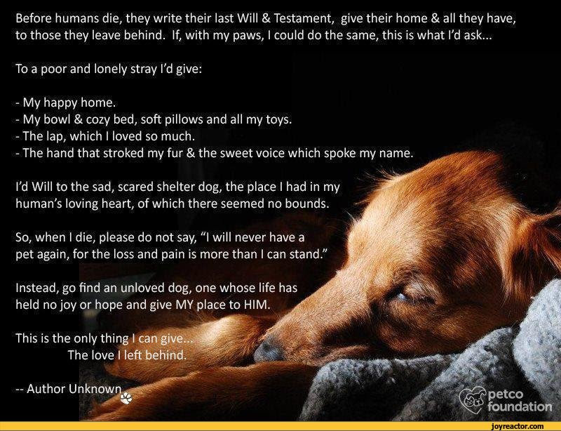 Our free last will & testament form includes simple instructions to help you create your will online. Before Humans Die They Write Their Last Will Testament Give Their Home All They Have To Feels Funny Pictures Funny Pictures Best Jokes Comics Images Video