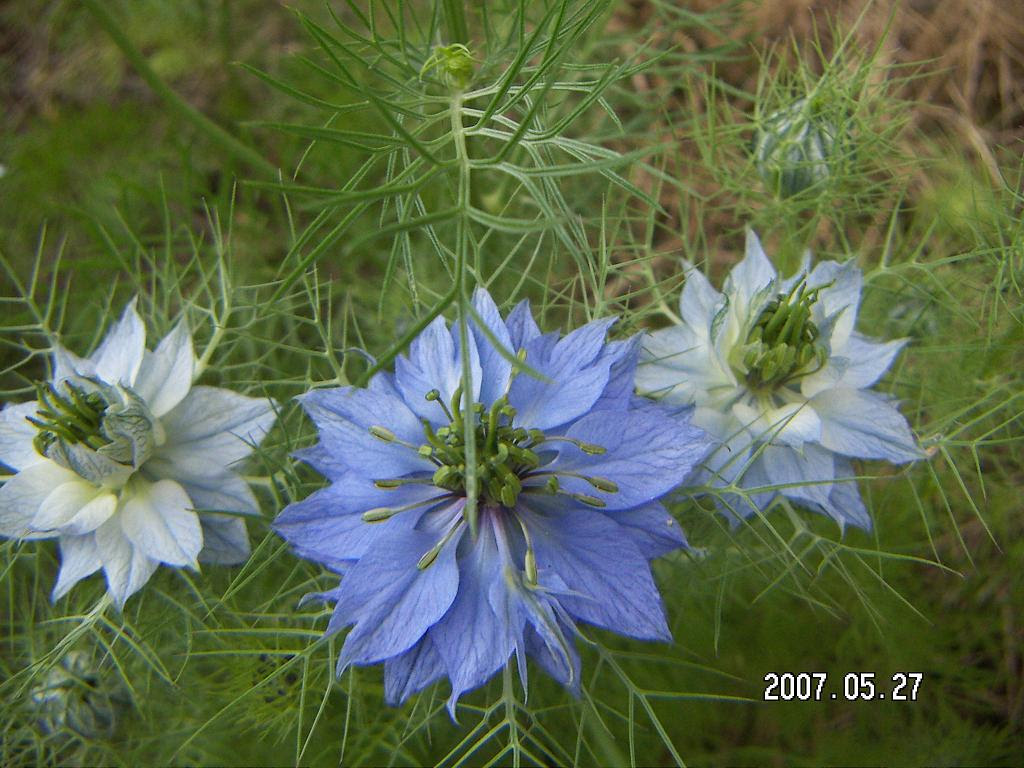 50 素晴らしい5 月 青い 花 すべての美しい花の画像