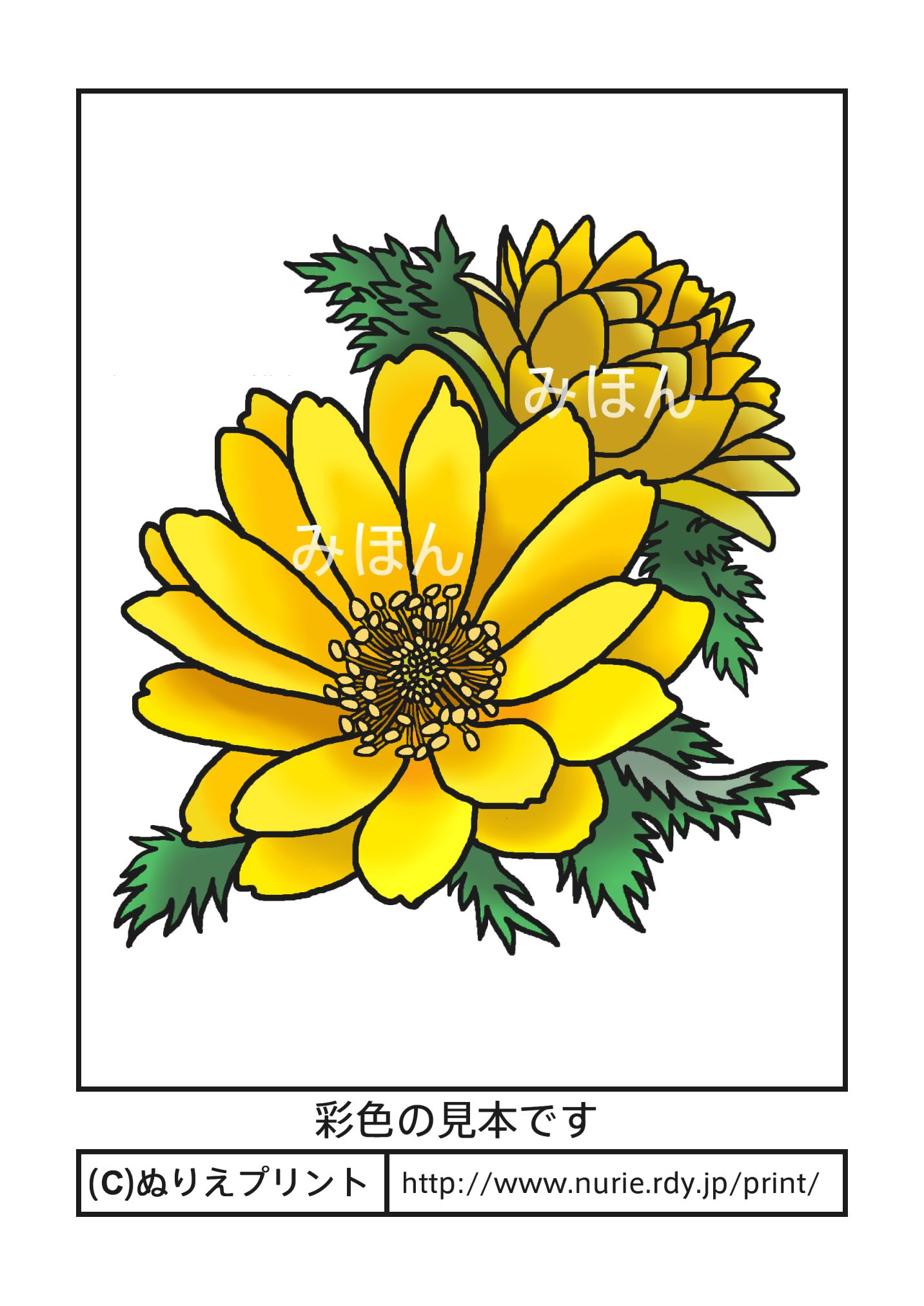 最高の花 塗り絵 見本 最高の花の画像