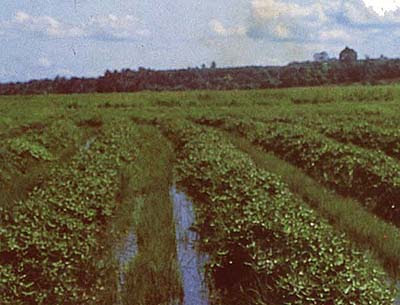 Kekacang, kacang soya, ubi keledek atau sebarang tanaman yang mampu mengembalikan nitrogen dan mineral kepada tanah ditanam selang dua tahun dan kemudiannya kapas pada tahun ketiga. Ubi Keledek