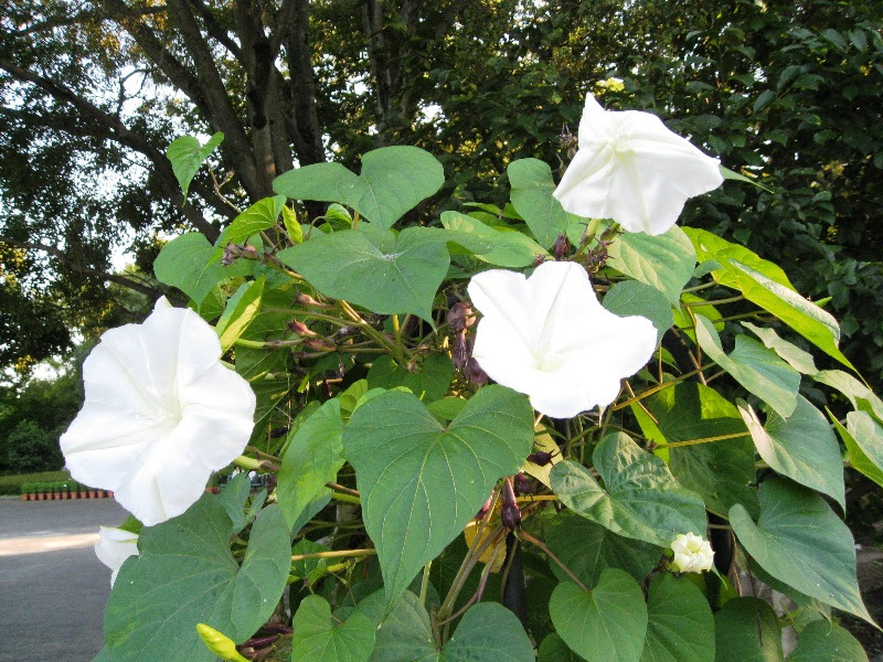 いろいろ 夕顔 花言葉 悪夢 夕顔 花言葉 悪夢