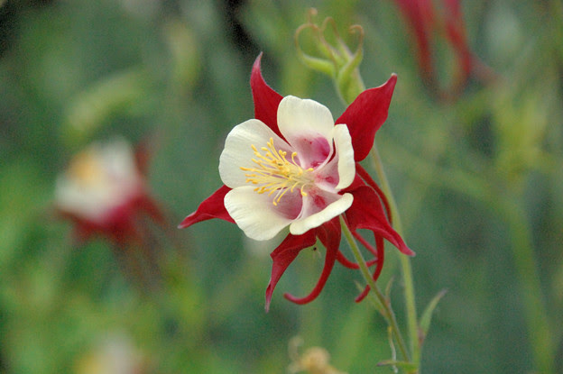ユニークオダマキ 赤 最高の花の画像