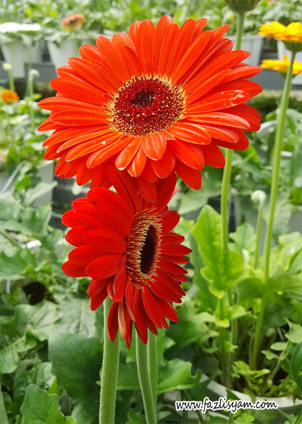 60+ Paling Keren Gambar Bunga Gerbera