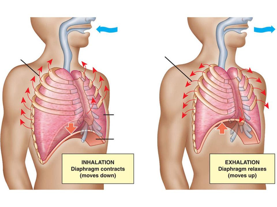 Muscle spasms felt within the rib cage may also be caused by the abdominal muscles. Rib Cage Expands As Rib Muscles Contract Rib Cage Gets S