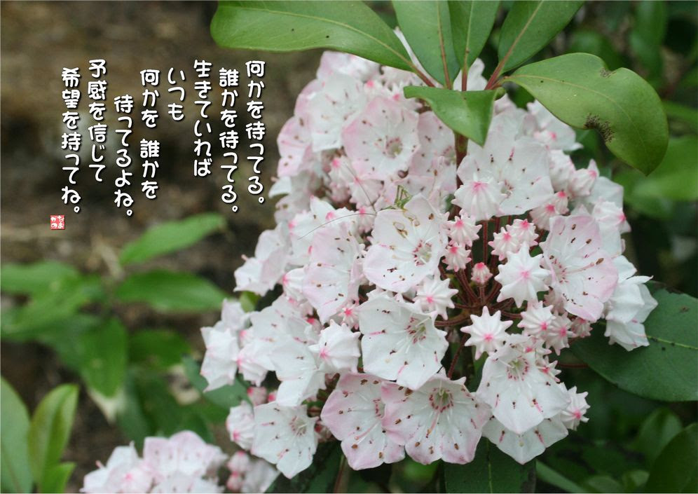 エレガント花言葉 笑顔 花 インスピレーションを与える名言